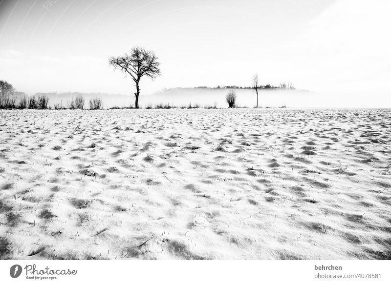 schneewüste Baumstamm Äste und Zweige mystisch Klima traumhaft träumen Schwarzweißfoto Nebel geheimnisvoll Märchenwald schön verträumt idyllisch Schneedecke