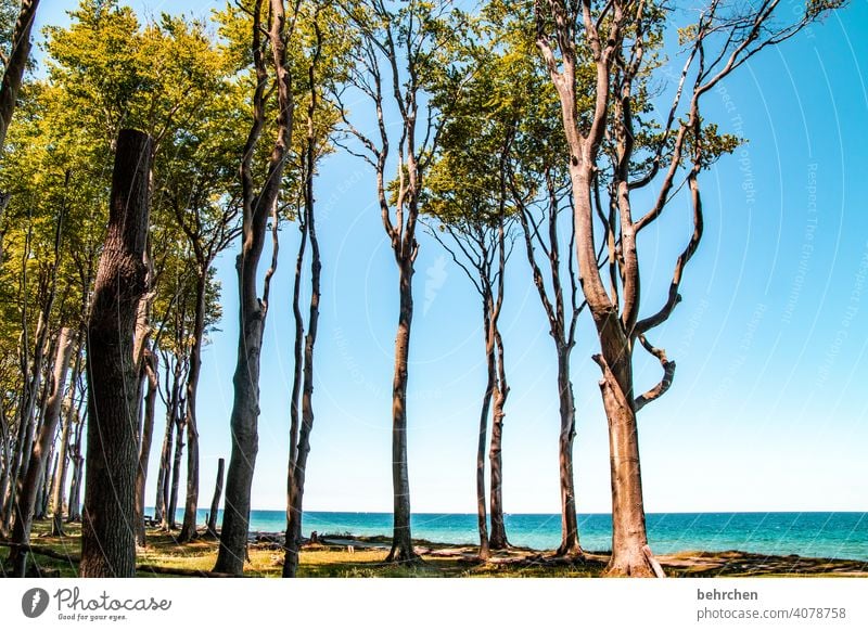 zwischenräume | links bäume, rechts bäume und dazwischen zwischenräume Außenaufnahme Ostsee Meer Strand Himmel Natur Landschaft Sommer Küste