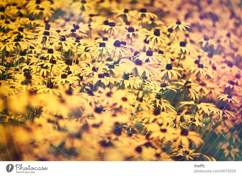 Sommergefühl mit dem Gelben Sonnenhut Gelber Sonnenhut Gewöhnlicher Sonnenhut Rudbeckia fulgida Blütenmeer Blütenpracht Septemberblumen Spätsommer Blütezeit