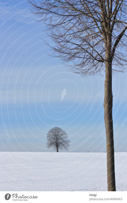 zwei Bäume  in einer Winterlandschaft mit blauem Himmel Baum groß klein nah fern Schnee blauer Himmel schönes Wetter Kälte Baumstamm kahl kalt Außenaufnahme