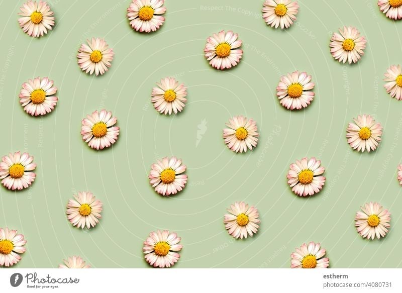 Draufsicht auf ein kreatives Muster aus weißen Gänseblümchenblüten, Frühlingskonzept weiße Gänseblümchen Allergie Pollen Allergien Krankheit rhinitis krank