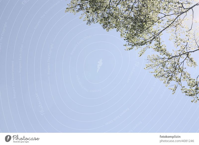 frische Blätter sprießende Äste vor hellblauem Himmel Frühling frühlingszeit erwachen zart der Frühling kommt Zweige Frühjahr Baumwipfel Blatt Wachstum Knospen