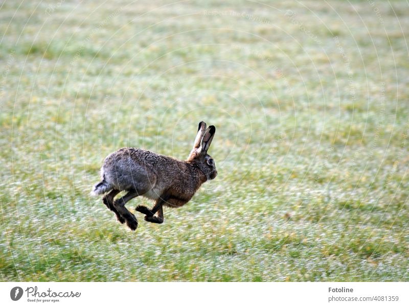 Jetzt aber schnell Osterhase! Lauf! Hase Hase & Kaninchen Tier Ohr Fell Farbfoto 1 Außenaufnahme Tag niedlich Menschenleer Tiergesicht Schwache Tiefenschärfe