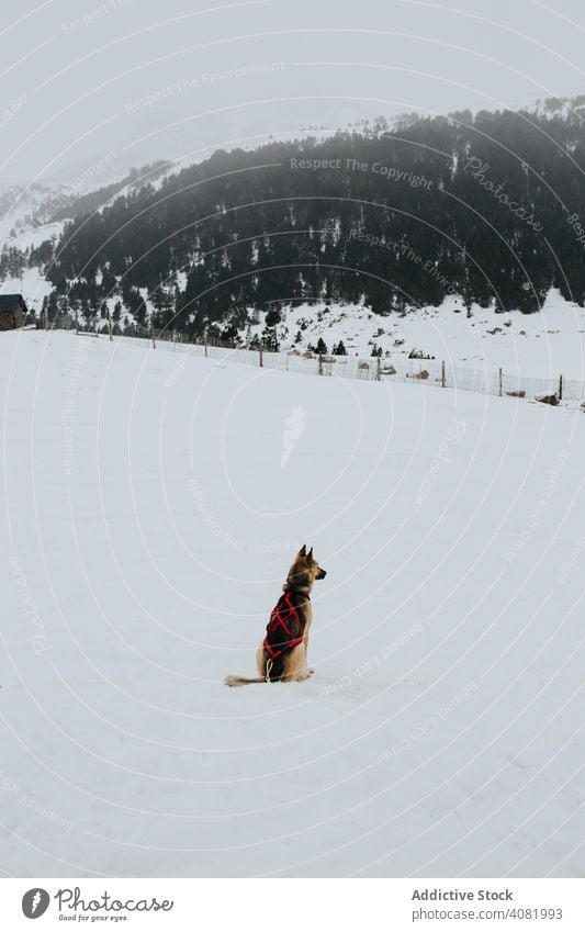Hund sitzt in verschneiter Landschaft Schnee Winter Haustier Natur ländlich heimisch Deutscher Schäferhund Eckzahn Reinrassig kalt cool Wetter Hügel malerisch