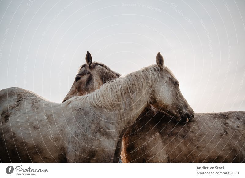 Lustige Pferde auf Wiese weidend lustig Feld Baum Hügel wolkig Himmel Berge u. Gebirge schön Säugetier Tier pferdeähnlich Mähne Stute züchten Ponys heimisch