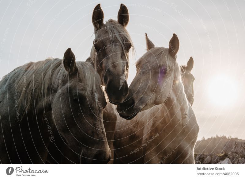 Lustige Pferde auf Wiese weidend lustig Feld Baum Hügel wolkig Himmel Berge u. Gebirge schön Säugetier Tier pferdeähnlich Mähne Stute züchten Ponys heimisch