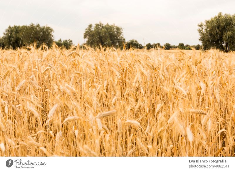 GELBES WEIZENFELD im Sommer. Ähren bereit für die Ernte. Blauer Himmel und Olivenbäume auf dem Hintergrund gelb Korn golden Pflanze Brot Müsli Feld Natur