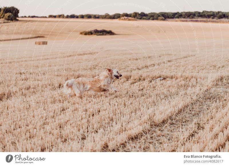 Adorable und lustige Golden Retriever Hund läuft in gelben Feld bei Sonnenuntergang. Schönes Porträt des jungen Hundes. Haustiere im Freien und Lifestyle Sommer