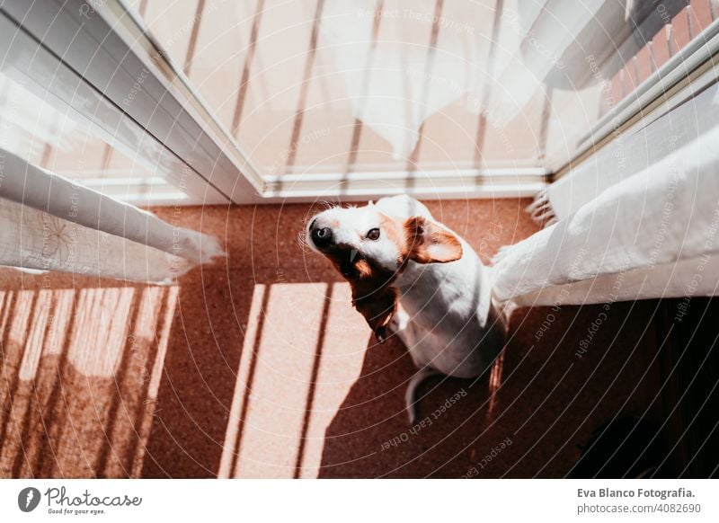niedlichen Hund stehen an einem sonnigen Tag am Fenster heimwärts Balkon Terrasse jack russell Terrier im Freien Haus zuschauend niemand Porträt träumen 1 Tier