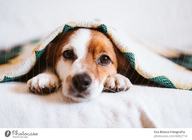 niedlichen Jack Russell Hund mit ethnischen Decke bedeckt sitzt auf der Couch zu Hause. Lebensstil im Innenbereich jack russell Haustier Deckung heimwärts