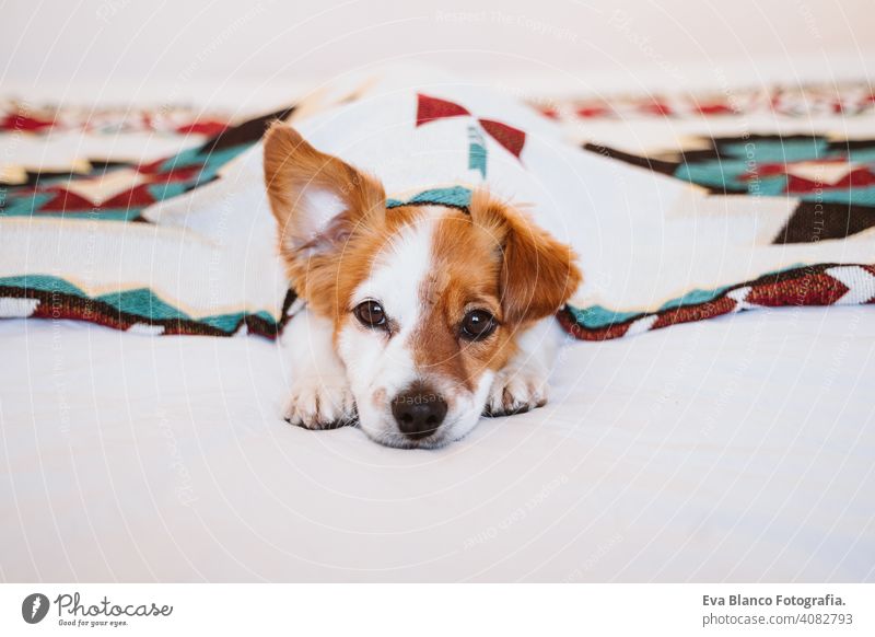 süßer Jack Russell Hund, der mit einer ethnischen Decke bedeckt ist und zu Hause auf dem Bett liegt. Lebensstil im Haus jack russell Haustier Deckung heimwärts