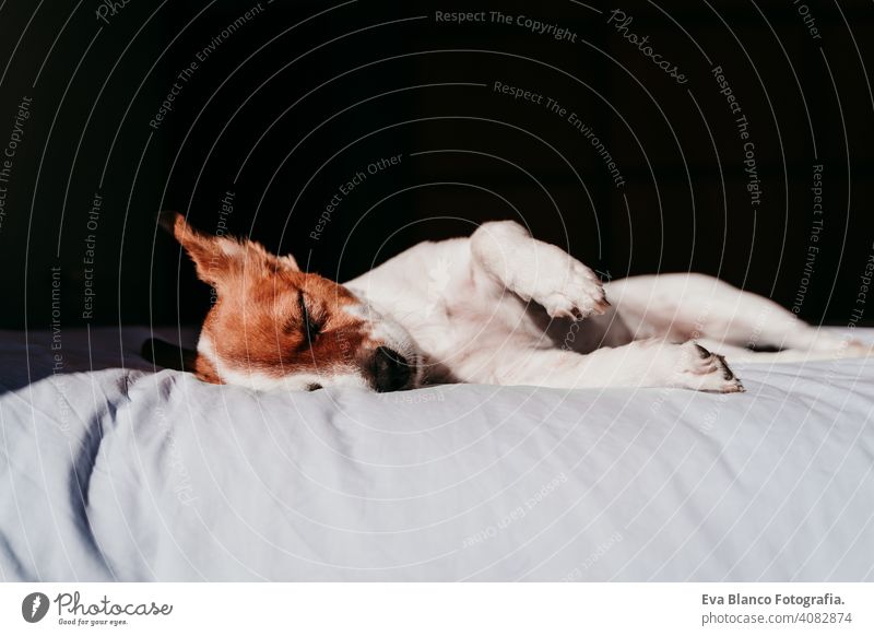 niedlichen kleinen Jack Russell Hund ruht auf Bett an einem sonnigen Tag jack russell schlafen müde ruhen aussruhen Augen geschlossen Schnauze niemand genießen