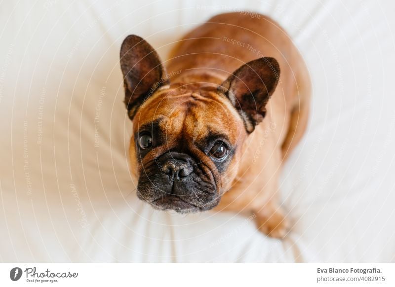 niedliche braune französische Bulldogge sitzt auf dem Bett zu Hause und schaut in die Kamera. Lustiger und verspielter Ausdruck. Haustiere im Haus und Lifestyle