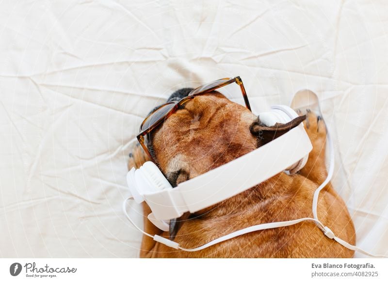 niedliche braune französische Bulldogge sitzt auf dem Bett zu Hause und schaut in die Kamera. Lustiger Hund hört Musik auf weißem Kopfhörer. Haustiere im Haus und Lifestyle. Technologie und Musik
