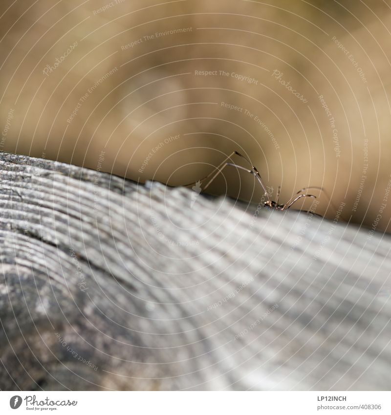 Spinne(r) Tier 1 Holz beobachten warten gruselig Angst Entsetzen Schüchternheit Respekt verstecken Jagd Gelegenheit Farbfoto Nahaufnahme Makroaufnahme