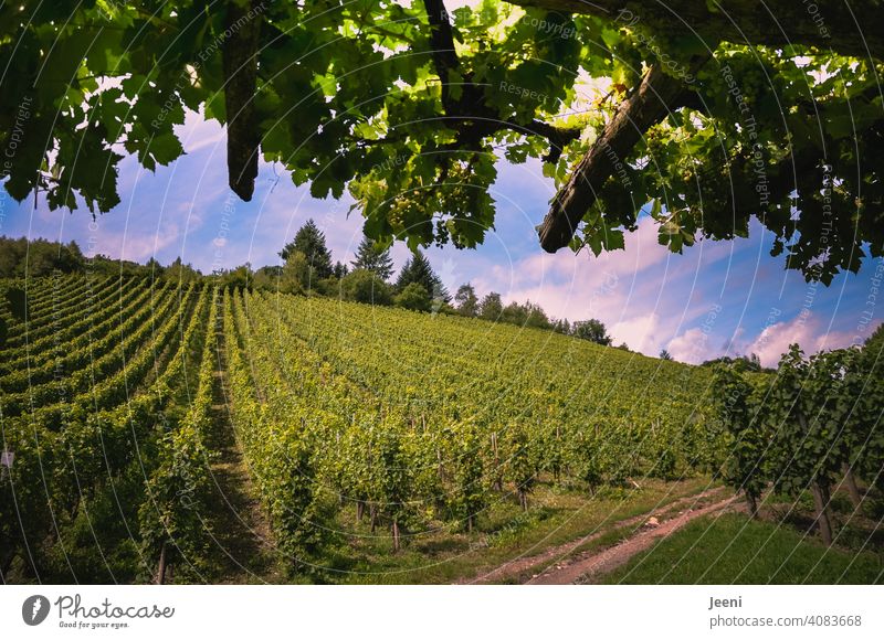 Eine kleine Pause am Wanderweg inmitten des Weinberges Weintrauben Weinbau weinherstellung hang wanderweg Weingut grün Natur Ernte Weinlese Landschaft reif