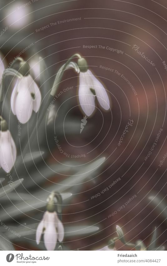 Schneeglöckchen Blumen Frühlingsbote weiß Nahaufnahme Detailaufnahme Natur Pflanze Blühend Außenaufnahme Schwache Tiefenschärfe Garten natürlich Makroaufnahme