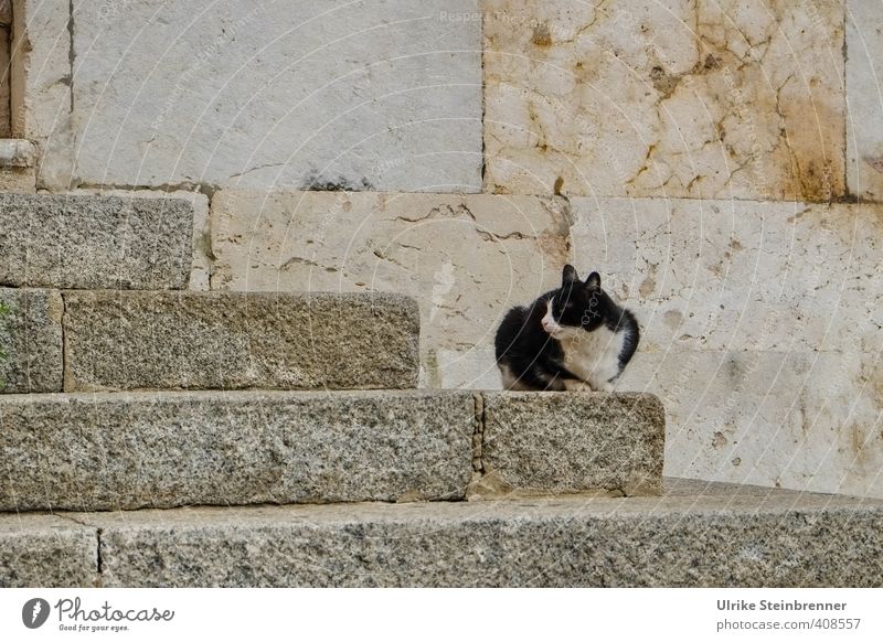 Gatto Di Strada 1 Cagliari Ein Lizenzfreies Stock Foto Von Photocase