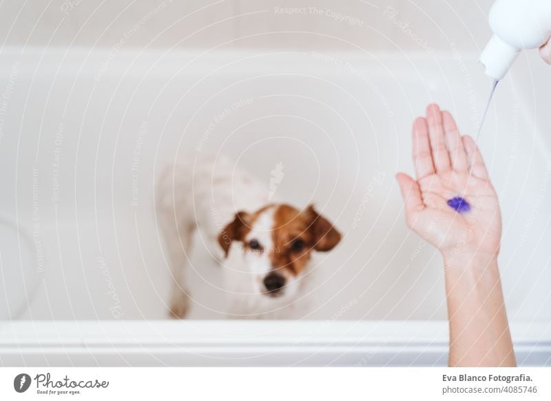 süßer reizender kleiner Hund, nass in der Badewanne, sauberer Hund. Frau, die ihren Hund wäscht. Haustiere im Haus jack russell Dusche Sauberkeit niedlich