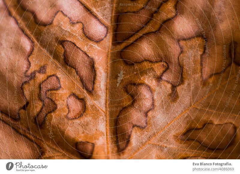 Abstrakte Blattadern. Brown Herbstblatt Nahaufnahme. Textur altes Blatt. Schöne helle bunte Herbstblatt . Makrofotografie Natur schön Umwelt Flora farbenfroh