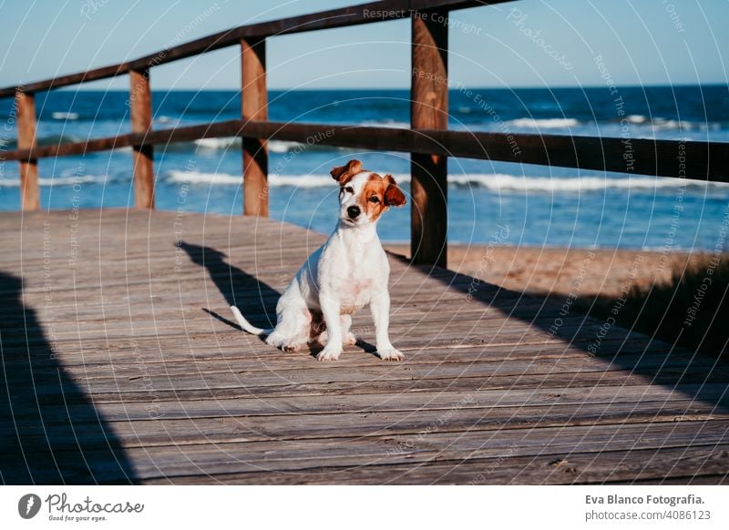 niedlichen kleinen Jack Russell Hund sitzt auf einer Holzbrücke am Strand bei Sonnenuntergang jack russell hölzern Brücke Dunes Landschaft Sommer Sitzen