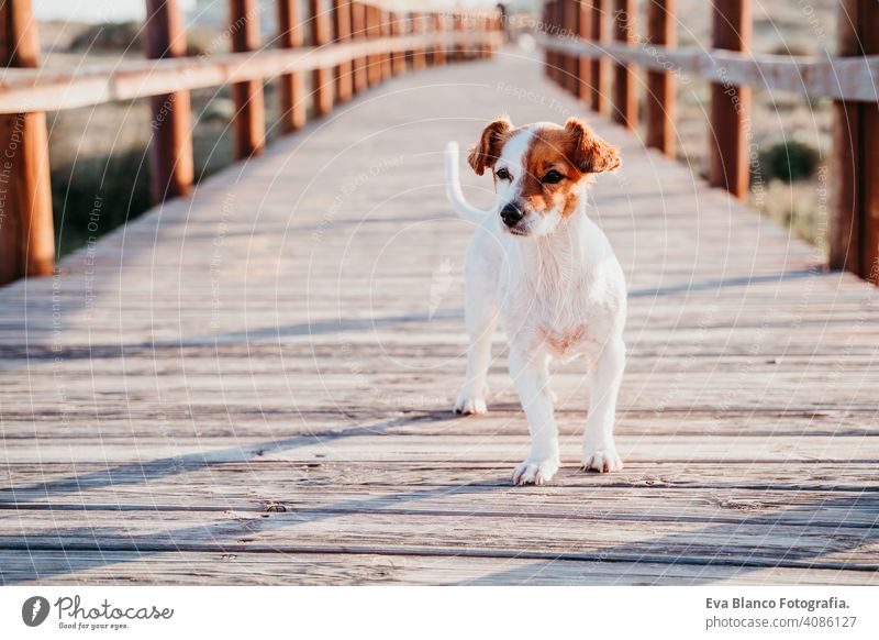 niedlichen kleinen Jack Russell Hund sitzt auf einer Holzbrücke am Strand bei niedlichen kleinen Jack Russell Hund sitzt auf einer Holzbrücke am Strand bei Sonnenuntergang