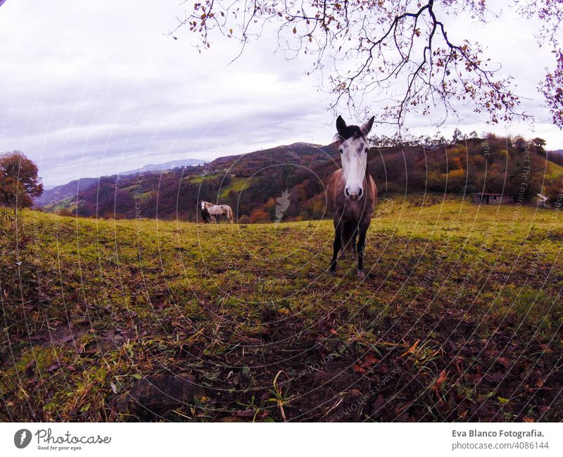 Panoramablick auf ein Pferd auf einer grünen Wiese. Bewölkter Himmel. Natur und Berge im Norden von Spanien. Tier Wildnis Lifestyle Nachlauf natürlich sonnig