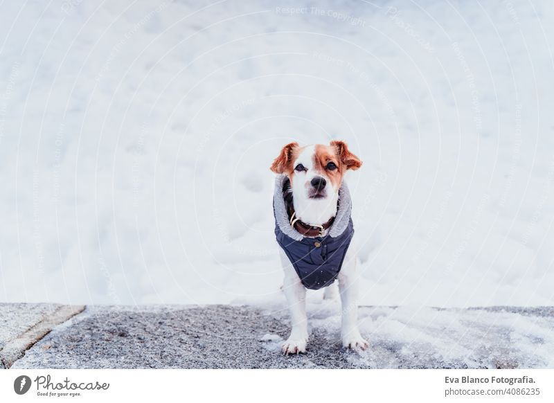 Porträt im Freien eines schönen Jack Russell Hund im Schnee. Wintersaison jack russell niedlich klein sonnig Berge u. Gebirge Mantel kalt frostig winterlich