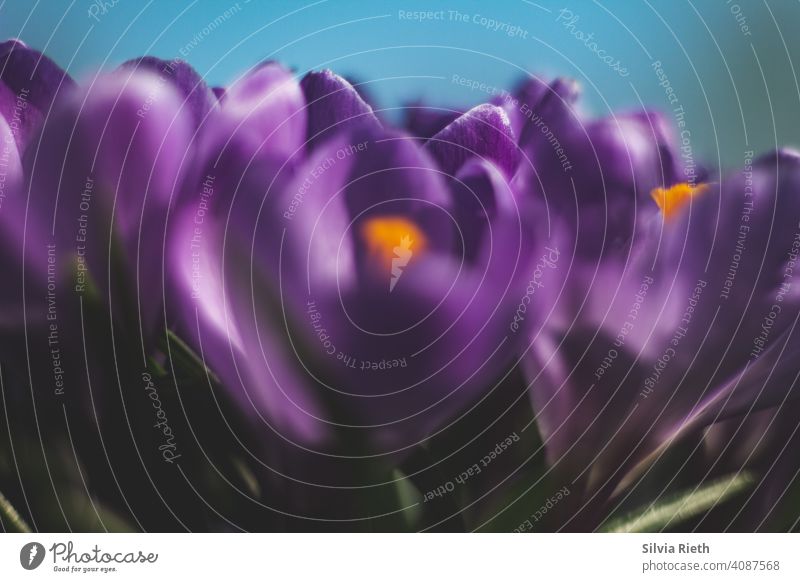 Gruppe violett farbener Krokusse Frühling im Garten Blume Nahaufnahme Park Außenaufnahme Natur Blüte Tag Schwache Tiefenschärfe Blühend Umwelt Pflanze