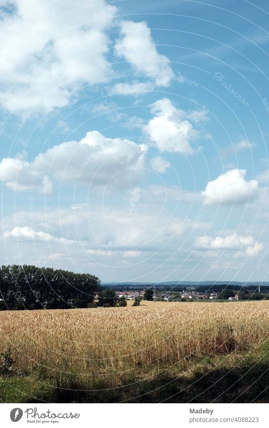 Getreidefeld mit Blick auf Asemissen bei Bielefeld in Leopoldshöhe mit hellblauem Himmel und weißen Wolken am Teutoburger Wald in Ostwestfalen-Lippe Feld Weizen