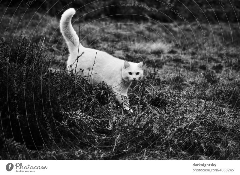 Weiße, agile, adulte Katze bei der Jagd in Nahaufnahme in einer Hochland Ebene Hauskatze Natur beobachten Säugetier Außenaufnahme Haustier Tier Farbfoto