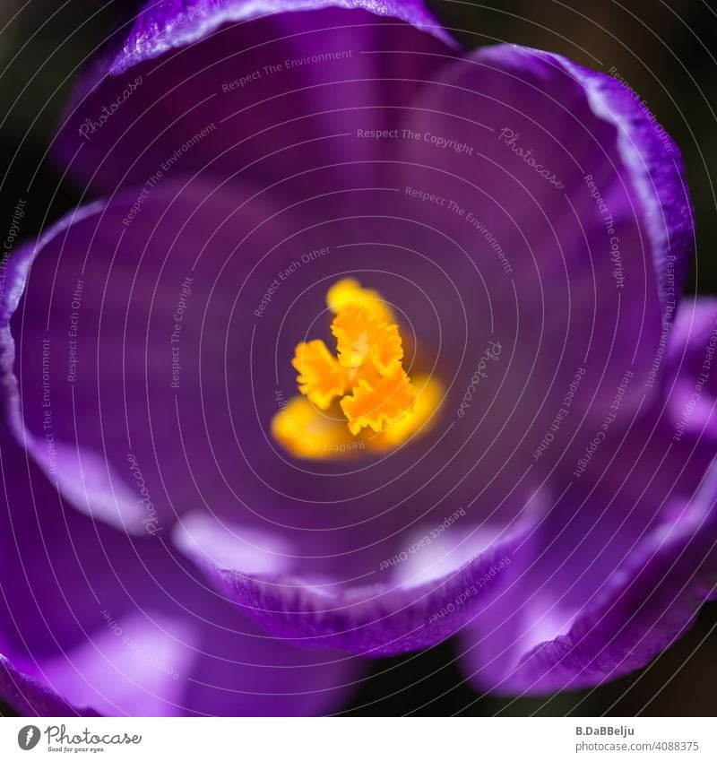 Kaum ist der Schnee Vergangenheit, ist der Frühlingsblüher einer der Ersten. Violetter Krokus im Quadrat und Detail. Garten violett violette Blüte Pollen Blume