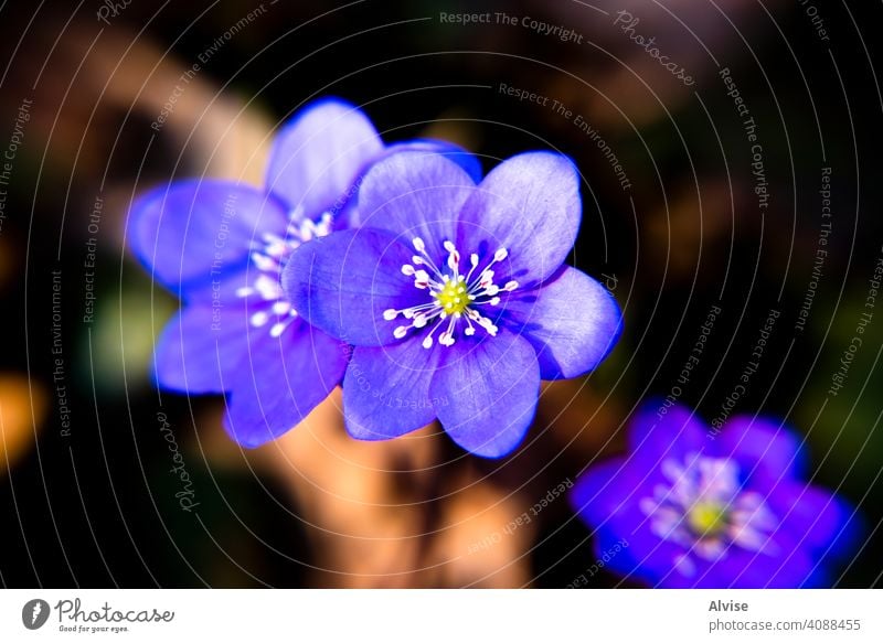 2021_03_13 Anemone Hepatica _1 Natur Pflanze blau Blüte Flora Blume Überstrahlung Leberblümchen Blütezeit Nahaufnahme schön Frühling Wald Kuhschelle