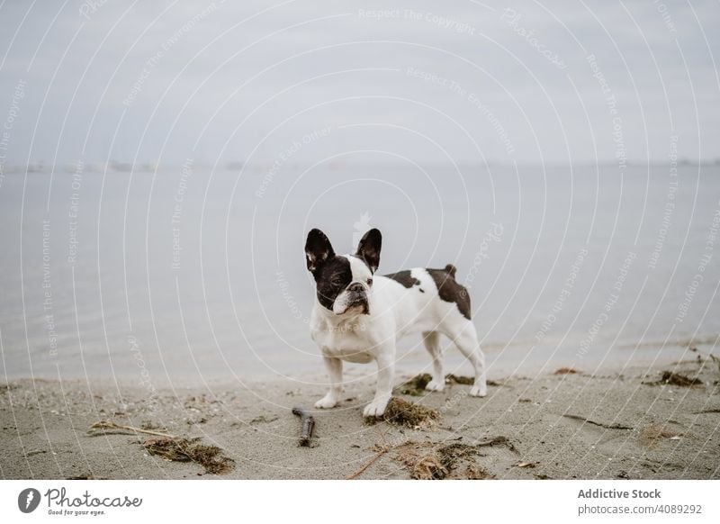 Niedlicher Hund in der Nähe von Meer MEER Strand französische Bulldogge Wasser Haustier Wellen Eckzahn Freund grau dumpf Stimmung Ufer Küste Welpe heimisch