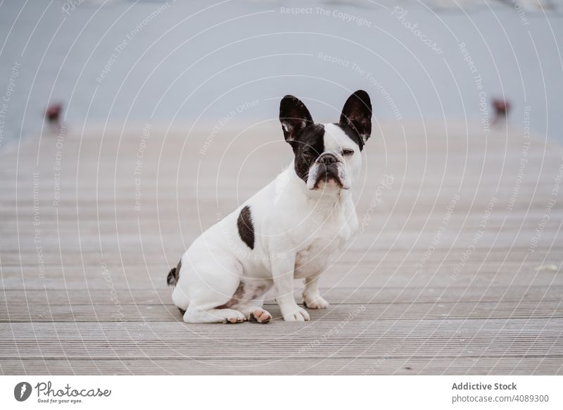 Niedlichen Hund auf Pier in der Nähe von Meer MEER Sitzen Strand französische Bulldogge in die Kamera schauen Wasser Haustier Wellen Eckzahn Freund grau dumpf