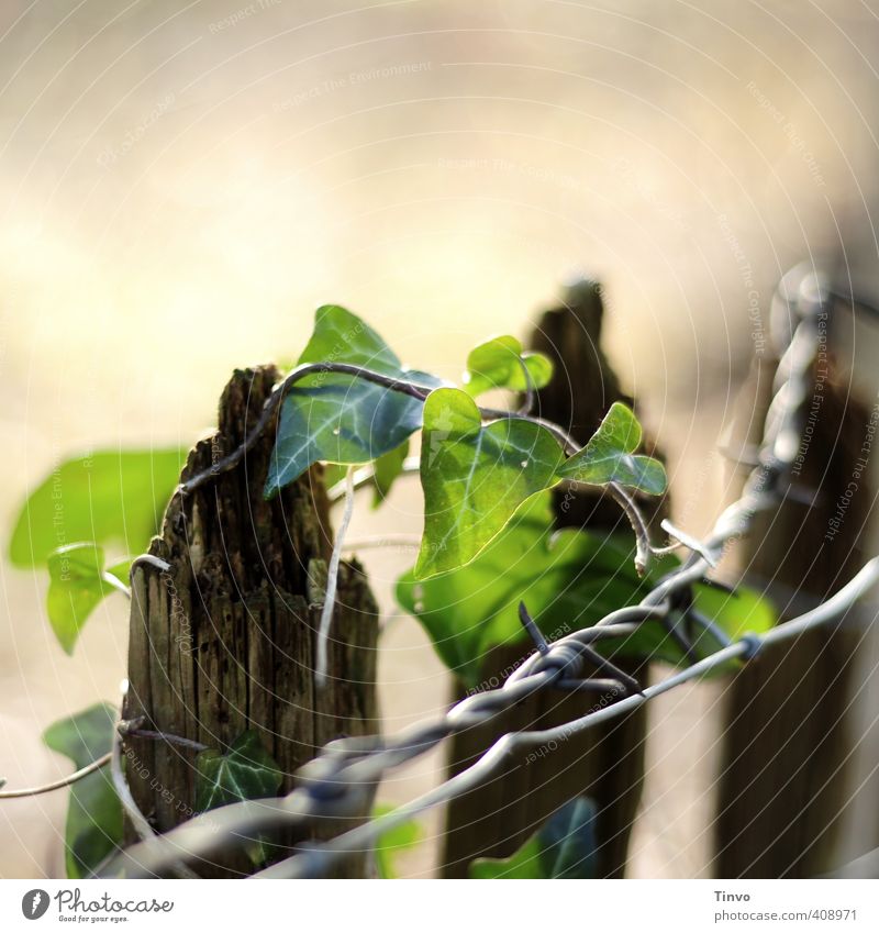 Efeu rankt um marode Holzzaunspitze plus Stacheldraht Umwelt Natur Pflanze Schönes Wetter Grünpflanze frisch braun grau grün Optimismus Unendlichkeit