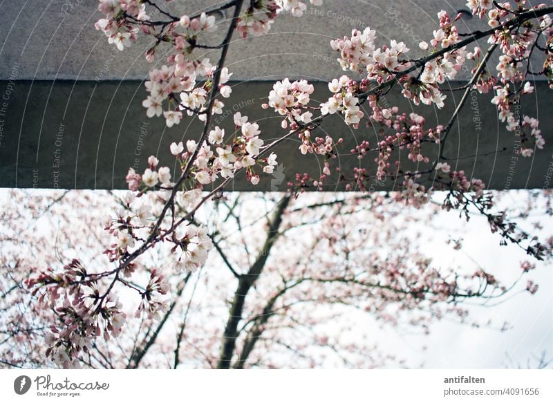 Vergänglichkeit Kirschblüten Frühling Blüte Baum Außenaufnahme Farbfoto Natur Blühend rosa Tag Frühlingsgefühle Kirschbaum Schönes Wetter Umwelt Himmel Mauer