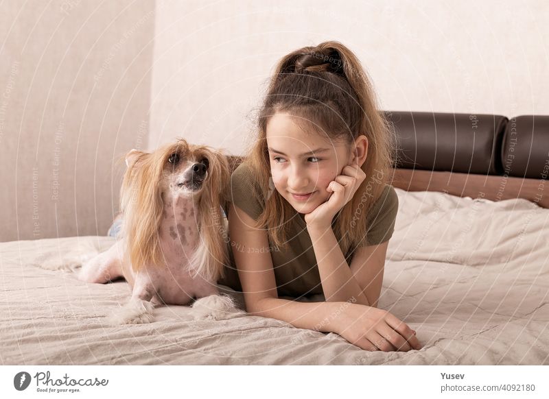 Schöne lächelnde kaukasische Mädchen liegt auf einem Bett mit ihrem niedlichen Hund Haustier. Chinesischer Schopfhund, haarloser Welpe, Familienfreund, Indoor-Aktivität, Porträt. Vorderansicht.
