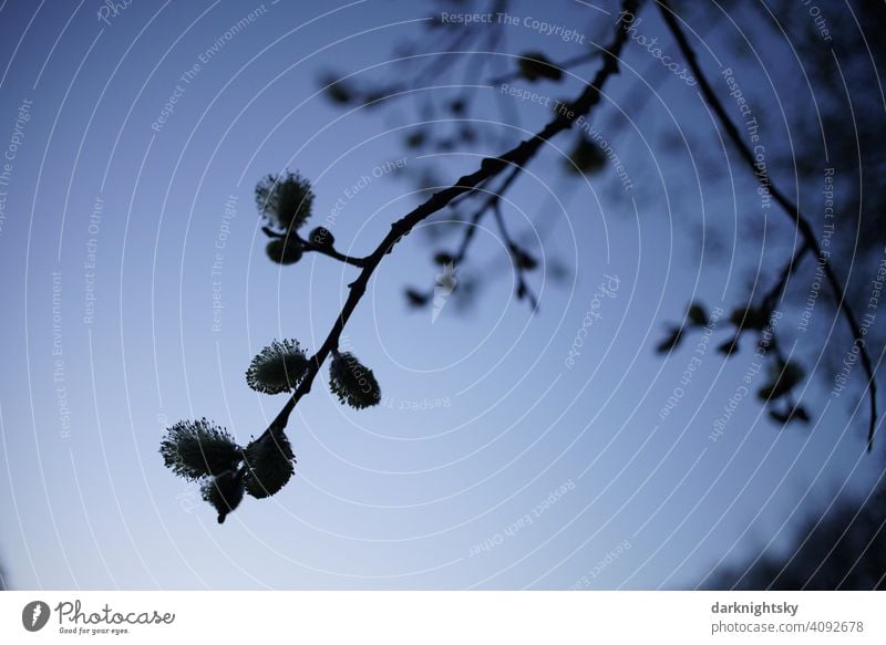Blüten der Weide im Gegenlicht mit abendlicher Stimmung zur blauen Stunde Salix Bruchweide Bienenweide Frühling Stimmungsvoll Baum Pflanze Weidenkätzchen