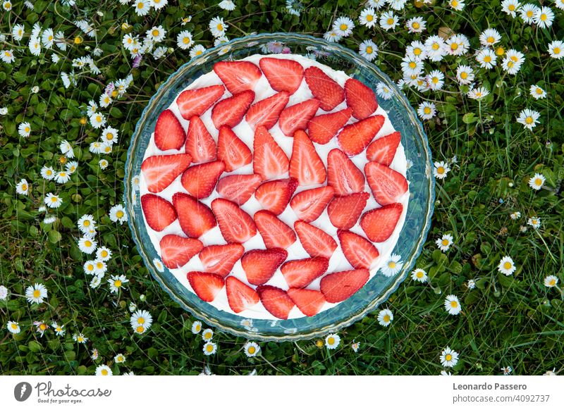 Erdbeer-Tiramisu auf einem Feld von Gänseblümchen im Frühling Erdbeeren erdbeeren Erdbeeren Früchte Kuchen tiramisu Frühlingsblume Margeriten