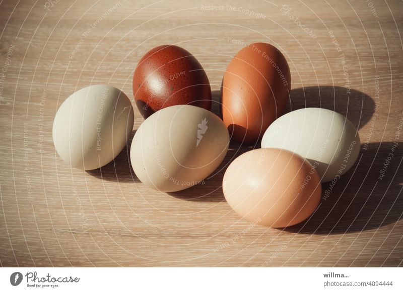 Weiße und baune Eier Hühnereier braun weiß 6 Ernährung Lebensmittel natürlich frisch Ostern Ostereier Tierprodukt Nahrungsmittel Frühstücksei frisch vom Bauern