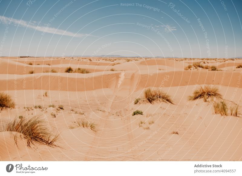 Autospuren auf Sand in der Wüste PKW Nachlauf wüst Düne trocken sonnig tagsüber Marokko Afrika Bahn reisen Ausflug Reise Landschaft niemand Tourismus Fahrzeug