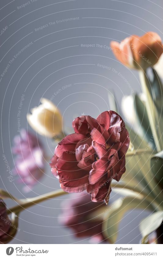 Makroaufnahme eines Tulpen Blumen Strauß Blumenstrauß Frühling Natur natürlich Nahaufnahme Rote Blume Pflanze Blätter Pflanzen Romantik Detailaufnahme