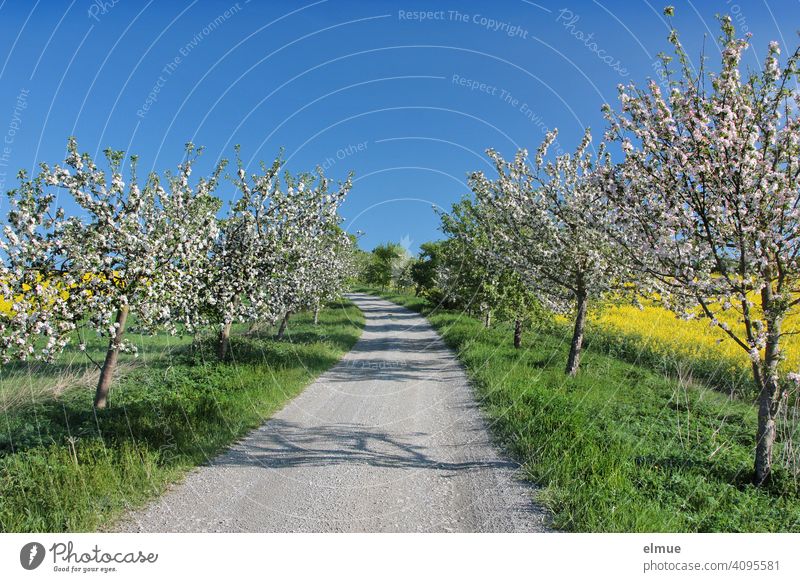Feldweg durch eine in Blüte stehende Obstbaumallee, links und rechts blühender Raps, dazu blauer Himmel / Frühling / Feldrain Obstblüte Apfelbaum Allee Weg