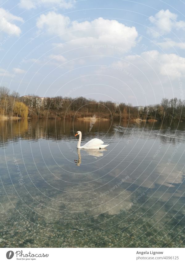 Einsamer Schwan auf dem See Wasser See idylle see Außenaufnahme Tier Natur Naturfotografie Schwimmen & Baden Reflexion & Spiegelung Farbfoto Vogel