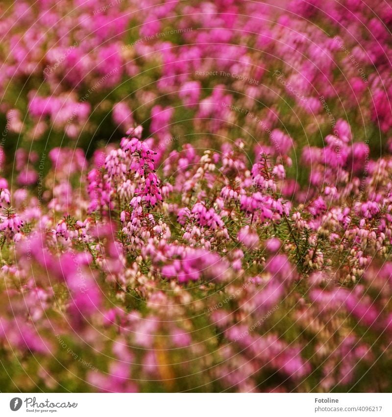 Leuchtend pinke Erikablüten vertreiben die Tristess des Friedhofs rosa Pflanze Natur Blüte Blume schön Blühend Frühling natürlich Farbfoto Nahaufnahme