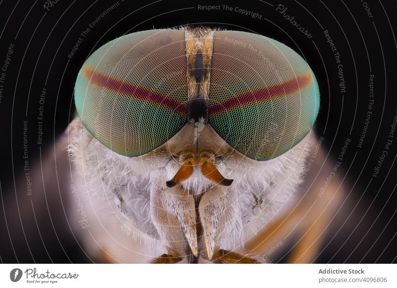Fliegenkopf mit großen grünen Augen an den Seiten Kopf rund Makro konvex Tier wild Natur Raubtier exotisch Feder Detailaufnahme Fleischfresser Insekt