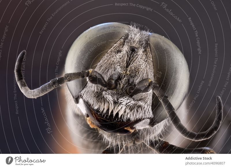 Fliegender Kopf mit großen braunen Augen an den Seiten rund Makro konvex Tier wild Natur Raubtier exotisch Feder Detailaufnahme Fleischfresser Insekt