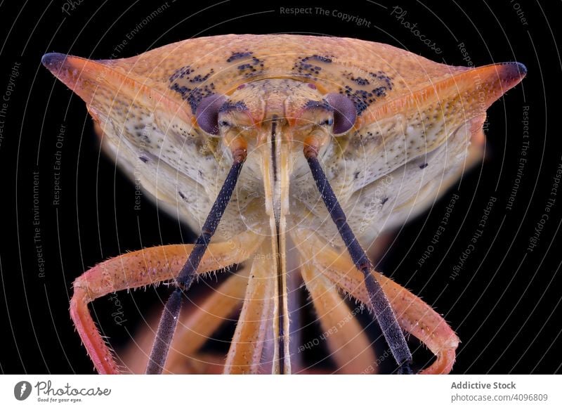 Helles fliegendes Insekt mit violetten Augen und Fühlern Fliege Kopf Makro Natur purpur Detailaufnahme Vergrößerung Wanze haarig Parasit Fokus gestreift Kreatur