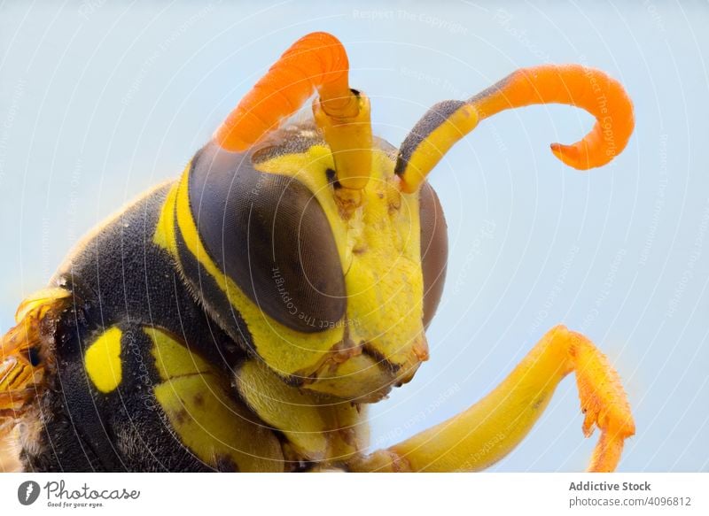 Gelbe niedliche vergrößerte Wespe mit orangefarbenen Fühlern und dunklen Augen Fliege Kopf Makro Natur Insekt Detailaufnahme Vergrößerung Wanze haarig Parasit